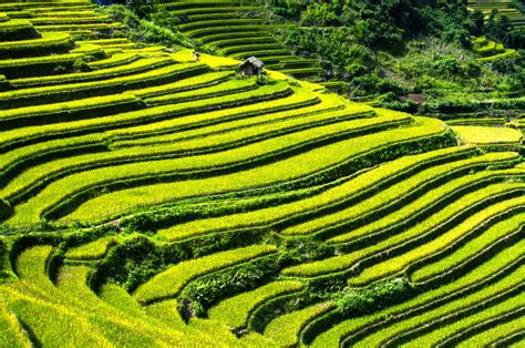  「Modern Rice Cultivation in Vietnam: A Journey through Paddy Fields and Innovation」